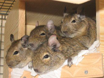 degu-family.jpg